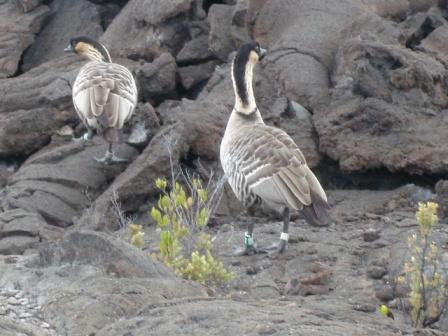Nene on island of Hawaii